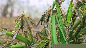 日本吃蝗虫 羊脑（日本吃蝗虫 羊脑的人多吗）